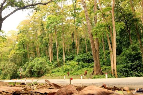 Vẻ đẹp thanh bình của miền Tây xứ Nghệ mùa cây thay lá