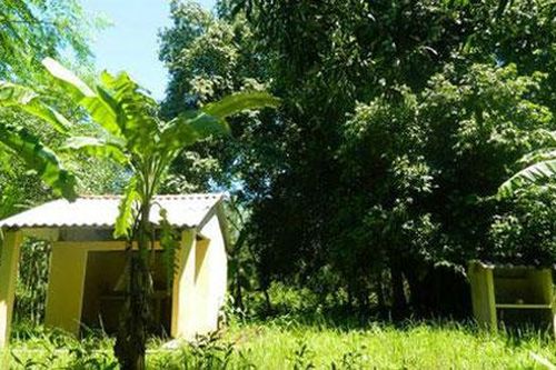 Sự thật về cặp 'rắn thần' ngày đêm canh giữ cây thị ngàn tuổi