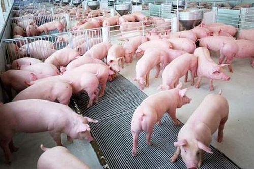 Cổ phiếu tăng 35% sau 6 phiên, Dabaco có thể tăng kế hoạch kinh doanh sau quý II
