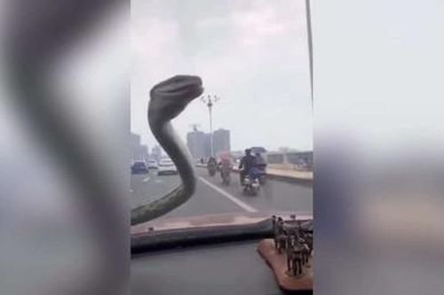 'Kinh hãi' khi đang lái xe lại gặp ngay rắn độc trên kính chắn gió