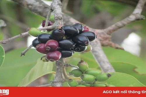 Mùa trâm Bảy Núi