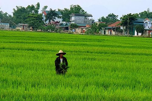 'Lúa lẫn' nguy cơ làm giảm năng suất, chất lượng gạo