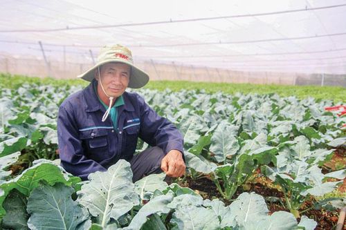 Phát triển rau an toàn ở xứ rau