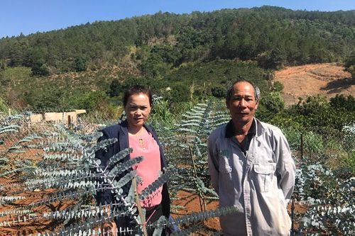 Trồng lá cảnh lạ thu tiền triệu