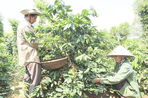 Thực hiện các dự án phát triển sản xuất, góp phần xây dựng nông thôn mới ở Hướng Hóa