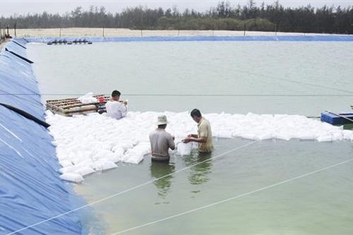 Nỗi lo tôm giống