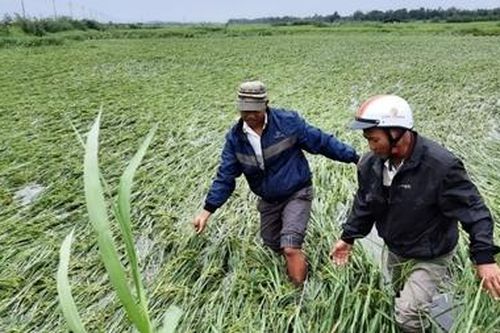 Nông dân khóc ròng khi 10 nghìn ha lúa sắp thu hoạch gãy đổ