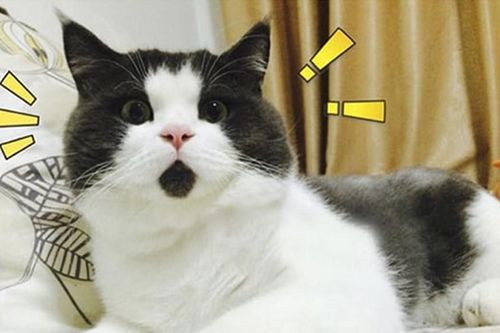 10 bạn mèo có bộ lông quá độc: Hình trái tim trên người, mang 'mặt nạ Người Dơi'...