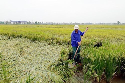 Nông dân TT-Huế nỗ lực cứu lúa