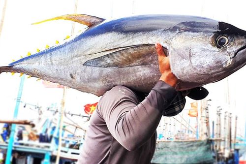 Miền Trung nỗ lực vươn khơi