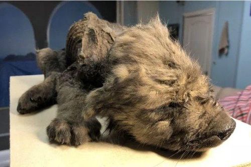Đẹp độc lạ: Chó sói 18.000 năm được tìm thấy ở Siberia
