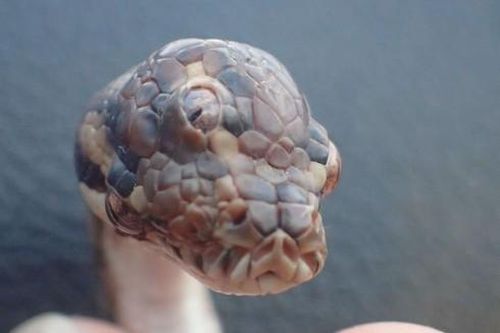 Kinh hãi khi nhìn thấy 'quái thú' rắn ba mắt xuất hiện ở Australia