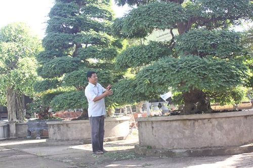 Nghệ nhân bonsai Nguyễn Phước Lộc - sống trọn với đam mê