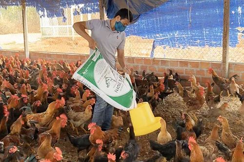 Nuôi gà trên đệm lót sinh học cho thu nhập cao