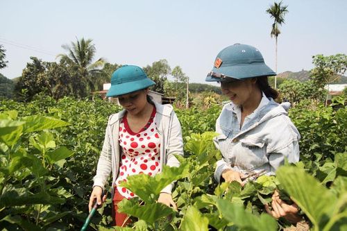 Đạ Tẻh: Vùng trồng dâu chất lượng cao đạt 25 tấn/ha mỗi năm