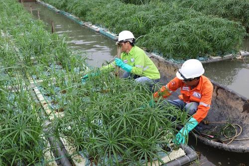 Thử nghiệm xử lý nước thải bằng thực vật
