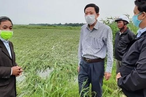 Huy động nguồn lực hỗ trợ nông dân cứu hàng nghìn héc ta lúa ngập úng