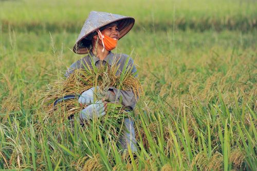 Bộ NN&PTNT: Gạo nếp không nằm trong danh mục dự trữ quốc gia