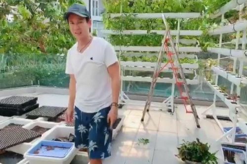 Vườn rau xanh tại biệt thự của gia đình Lý Hải