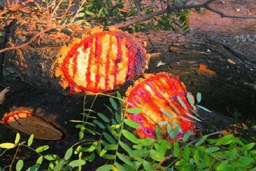 Loài cây 'chảy máu' ở Nam Phi