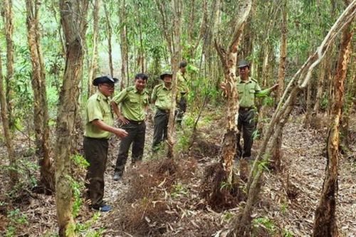Rừng tràm An Giang tiềm ẩn nguy cơ gây cháy rừng cao nhất