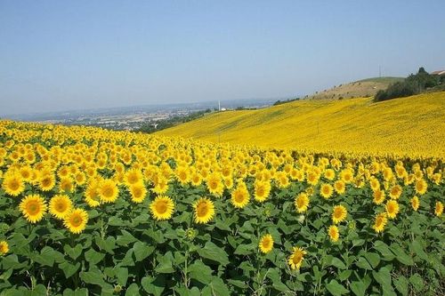 Những ý tưởng năng lượng lấy cảm hứng từ thiên nhiên
