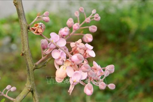 Hoa Ô môi nhuộm hồng cả miền quê yên bình