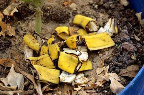 Hướng dẫn cách ủ phân hữu cơ từ vỏ chuối và trứng chi tiết nhất