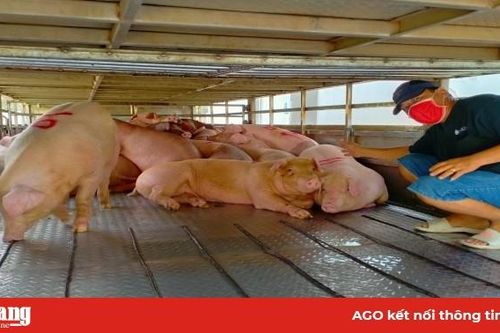 Giá heo hơi trên thị trường tiếp tục tăng