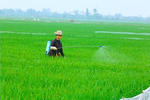 Tập trung phòng, chống sâu bệnh hại lúa đông xuân