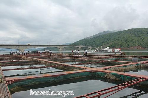 Quỳnh Nhai ứng dụng công nghệ sinh học vào sản xuất