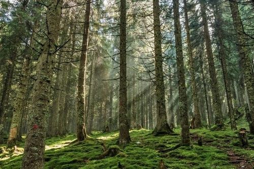 Phytoncide: Chất kháng sinh tự nhiên với công dụng ít ai biết