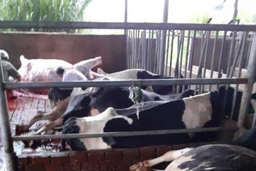 Sét đánh chết hàng chục con bò sữa đang ăn trong chuồng
