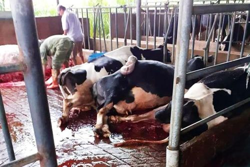 Bò sữa bị sét đánh chết la liệt trong chuồng