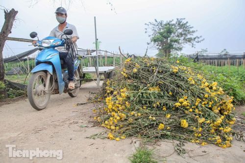 Không có nơi tiêu thụ, người nông dân khóc ròng, cắt hoa vứt đầy đường