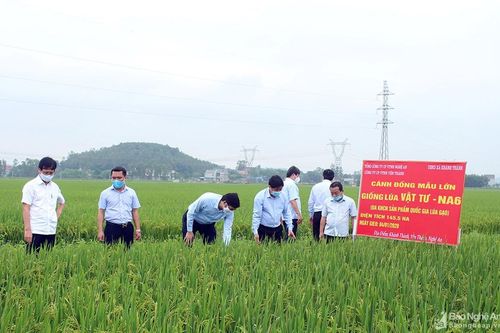 Thứ trưởng Bộ NN và PTNT kiểm tra sản xuất nông nghiệp tại Nghệ An