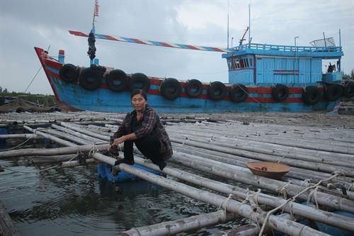 Thanh Hóa: Thu nhập cao từ nuôi hàu sữa