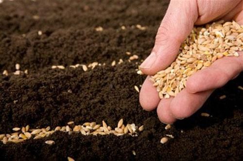 Hạt giống 2.000 năm tuổi trong ngôi mộ cổ