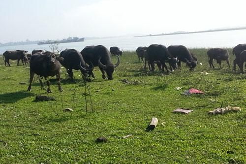 Nghệ An: Làm giàu từ nuôi trâu