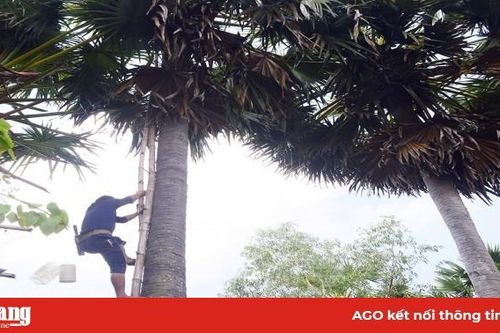 Nghề 'lấy mật' thốt nốt