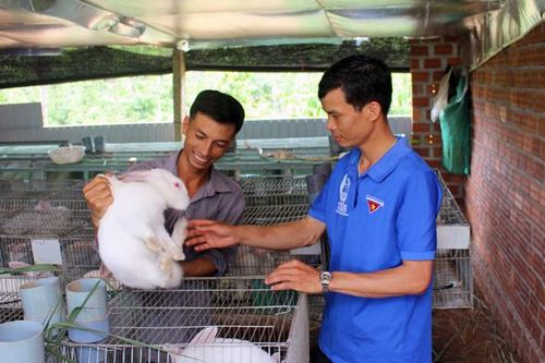 Thanh niên trồng dâu, nuôi thỏ làm giàu