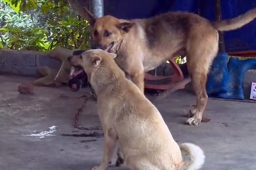 Thực hiện quyết liệt các biện pháp phòng, chống bệnh dại động vật