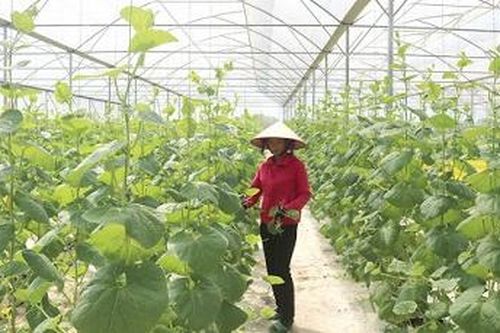 Nhiều quyết sách chỉ đạo quan trọng