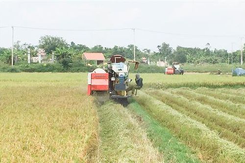Ứng dụng giống lúa mới trong sản xuất nông nghiệp thông minh