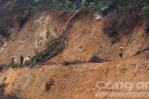 Phạt doanh nghiệp phá rừng khi thi công nhà máy điện gió