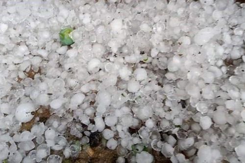 Mưa đá làm rụng hơn 150 ha mận, xoài của nông dân Yên Châu