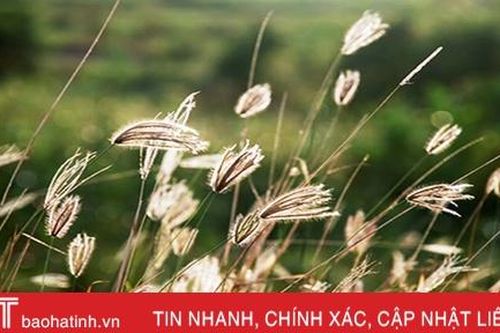 Hương cỏ mật