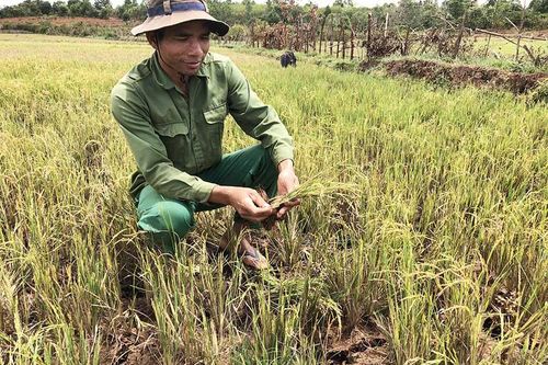Hạn hán trên diện rộng: Cây khô, người khát