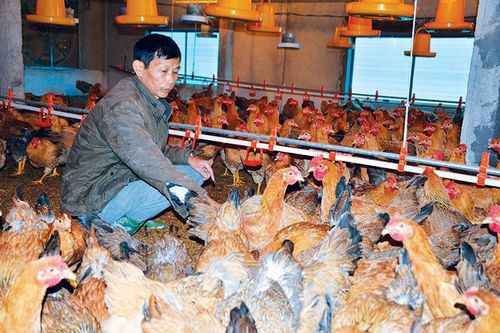 Nuôi gà sinh học kết hợp trồng dưa chuột
