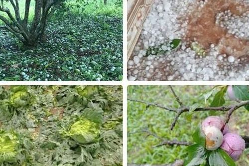 Xót xa nhìn cảnh mưa đá trắng vườn, mận rụng tơi tả ở Sơn La